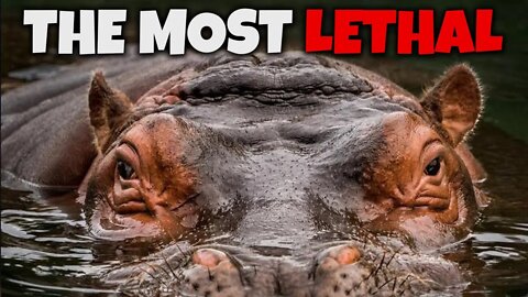 THE DEADLIEST ANIMALS IN THE WORLD | THE MOST LETHAL IN THE WORLD | FATAL ASSAULTS