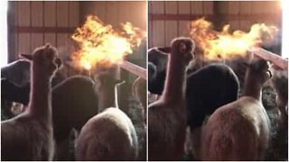 Alpakka spruter ild som en drage!