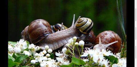 4K Beautiful Snails