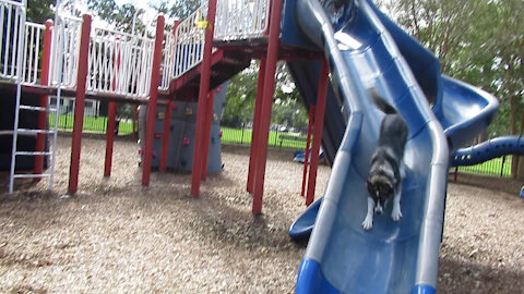 Husky Puppy Loves The Slide!