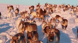 Beautiful reindeer run across picturesque snow-covered landscape