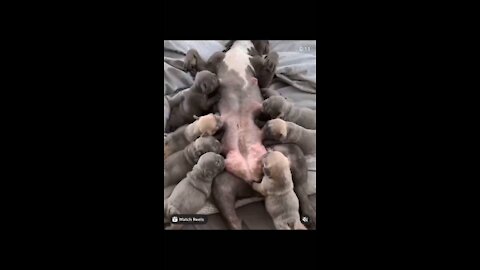 Puppies feeding