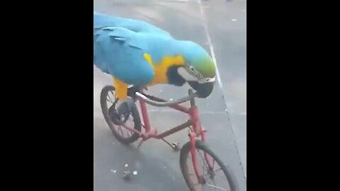 This parrot rides better than me