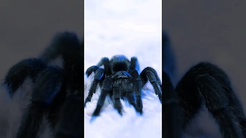 My Belover Monster Tarantula &Me