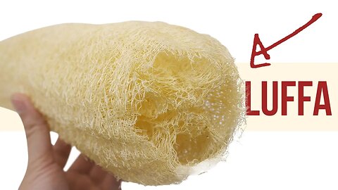 How Luffa Sponges are Made & How to Make Your Own Luffa