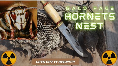 Bald Faced Hornet Nest!! Lets Cut it open ASMR