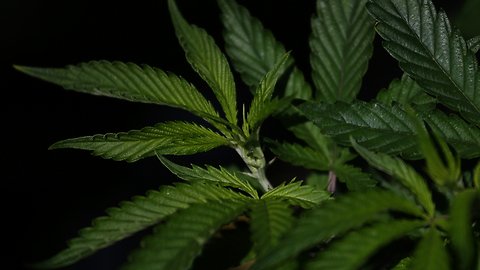 New Jersey Lawmakers To Vote On Legalizing Recreational Marijuana