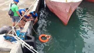 Guarda Costeira resgata cachorro do mar