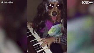 Golden Retriever suona il piano come un professionista!