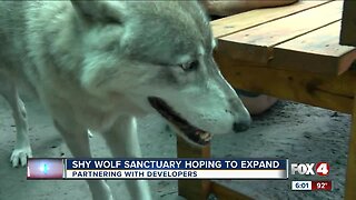 Shy Wolf Sanctuary partners with developer in bid for more land