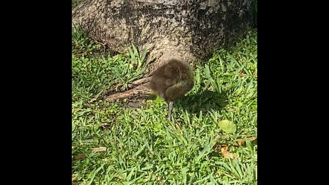 Baby Limpkin birds with mom