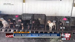 Humane Society of Tampa Bay rescues 21 dogs from hoarding situation