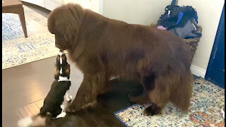 Sweet Cavalier puppy wants huge Newfie to be his best friend