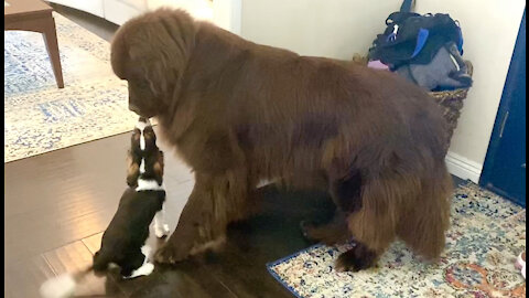 Sweet Cavalier puppy wants huge Newfie to be his best friend
