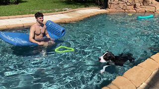 Water loving Great Dane enjoys swim with her new friend