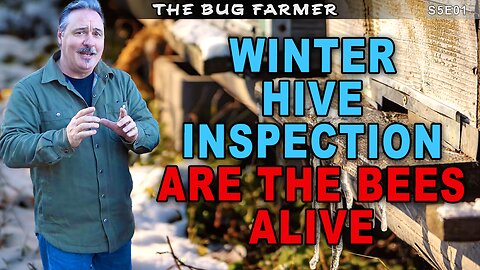 Winter Beekeeping | Can the bees survive winter #beekeeping #bees #winterbeekeeping