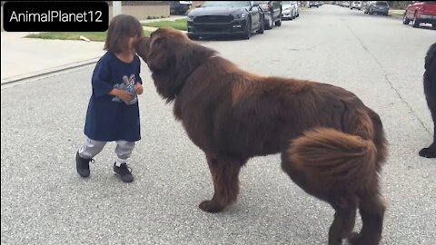 Giant Newfoundland Dog gives good luck kisses_ funny dog _ AnimalPlanet12 _(1080P_HD).mp4