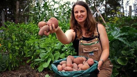 Uncovering the Truth: Growing & Harvesting Potatoes Grown in Containers!