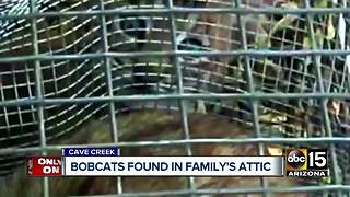 Cave Creek couple finds bobcat and cubs in attic