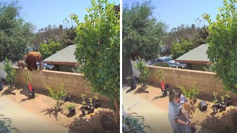 Woman pushes huge bear off a wall to protect her dogs