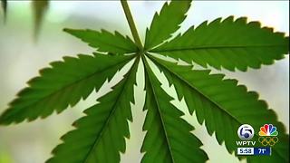 Wellington vote on medical marijuana dispensaries