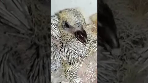 Baby Roller Pigeon #pigeon #trending #shortvideo #birds #animals