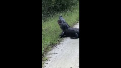 Alligator crushes Turtle in ONE BITE!