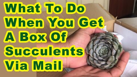 What you should do after receiving a box of succulents in the mail