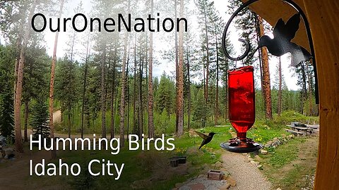 Humming Birds in Idaho City, Idaho – OurOneNation