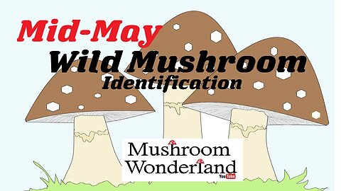 Wild Mushroom Identification Walk, Mid May 2023