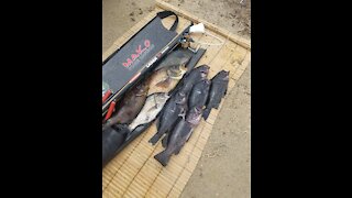 Spearfishing in Choppy Water Conditions - Rockfish, Cabezon, Lingcod, and Sheephead