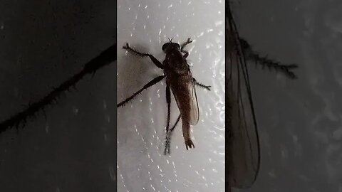 Strange looking insect