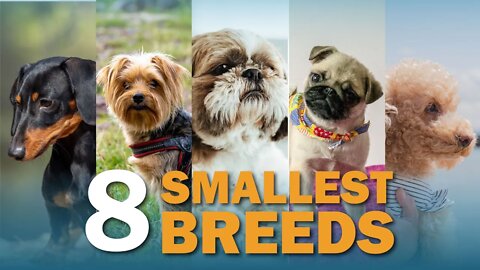 8 Smallest Dog Breeds