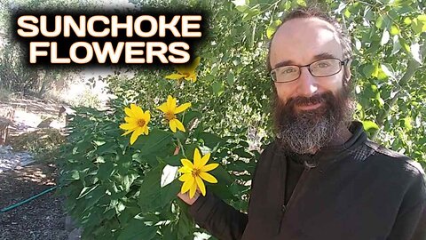 Sunchoke Flowers