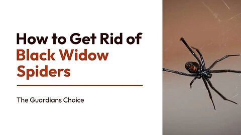 How to Get Rid of Black Widow Spiders | The Guardian's Choice