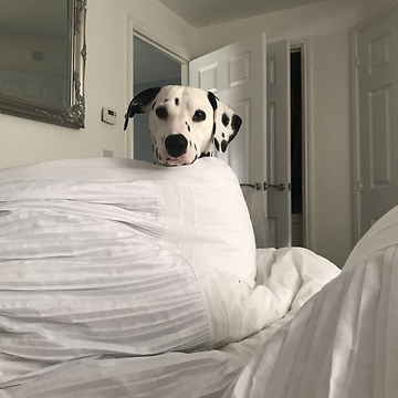 Dalmatian attempts to say "good morning" to humans