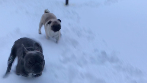 Clumsy pug has snow fail