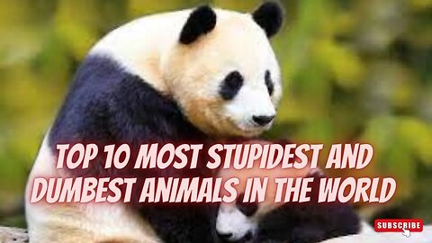 Top 10 Most Stupidest and Dumbest Animals In The World 2022 - Discovery Channel (Documentary)