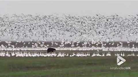 Black Bear Scares Snow Geese Into Flocking Away