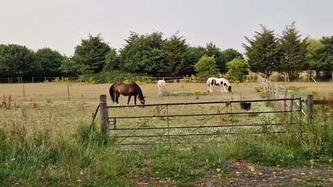 2 minutes of calm relaxation watching horses in a grassy field on a calm summer evening.