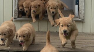 Overjoyed Golden Retriever Puppies Flow Like A River Of Cuteness Into Back Yard
