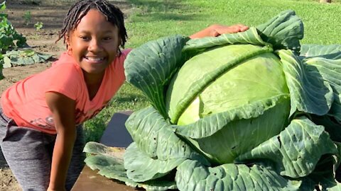 Determined 3rd-Grader Refuses To Stop School Project And Ends Up With 31-Lb Cabbage.