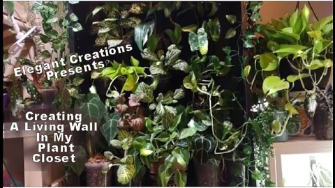 ❤️How I Created A Living Plant Wall in my Plant Closet❤️PLANT THERAPY❤️