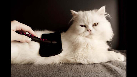 How to Control Your Cat’s Shedding