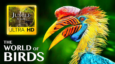THE WORLD OF BIRDS in ULTRA HD - Wild Life in Jungle