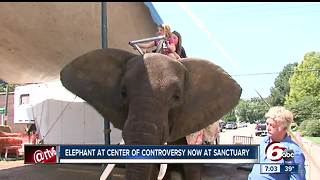 Elephant at center of Morgan County festival controversy confiscated