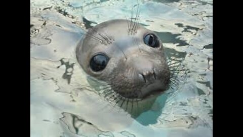 baby sea elephant