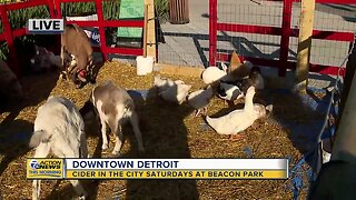 Farm animals: Cider in the city Saturdays at Beacon Park