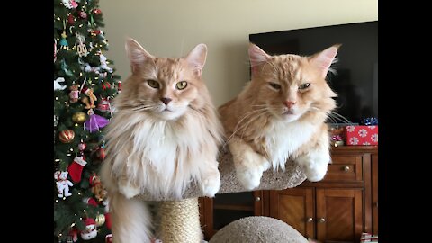 Maine Coon Cats vs Christmas Toy!