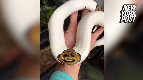 Sssmile! Snake stuns with 'smiley face' on its scales